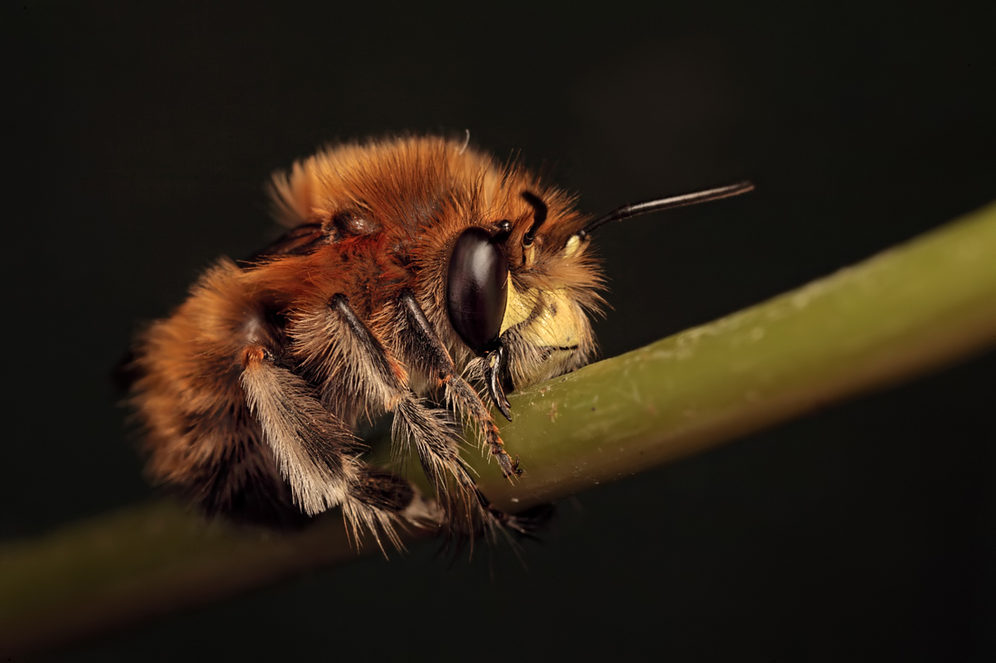 2010 (4) APRIL Hairy Footed Flower Bee sleeping 